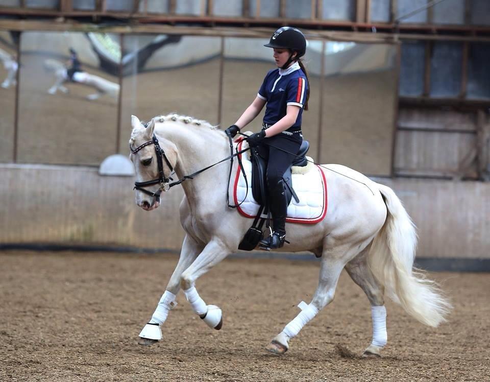 Welsh Pony af Cob-type (sec C) Rosengårdens nathowra - Dejlig arbejds galop <3 billede 1