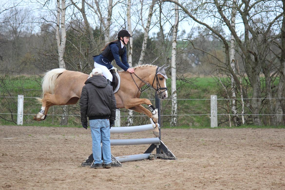 Palomino |  Citta <3 - stævne HSPK 13/4-2014, Den pony redder bare min røv og sætter stort af, hvis jeg laver rytterfejl<3 billede 6