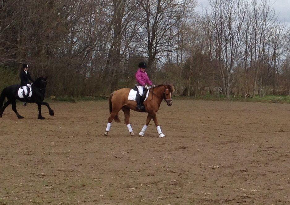 New Forest Elmholts Zeus - Stævne forår 2014 billede 6