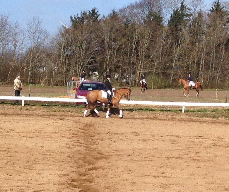 New Forest Elmholts Zeus billede 7