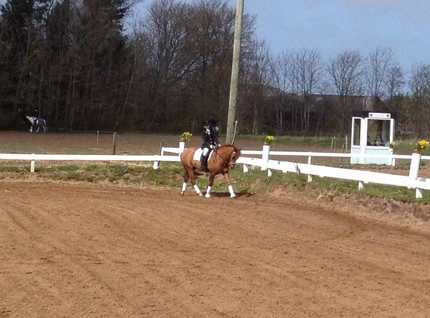 New Forest Elmholts Zeus billede 8