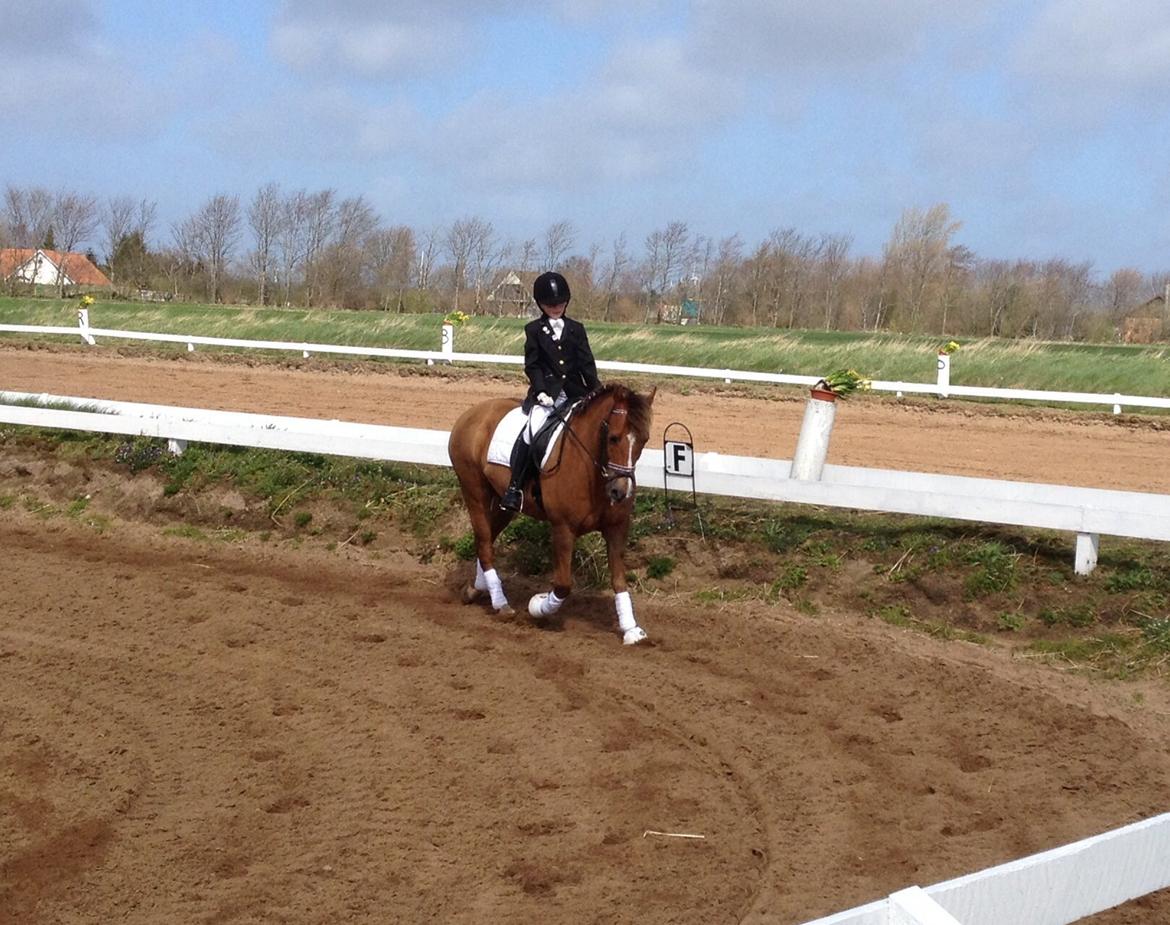 New Forest Elmholts Zeus billede 9