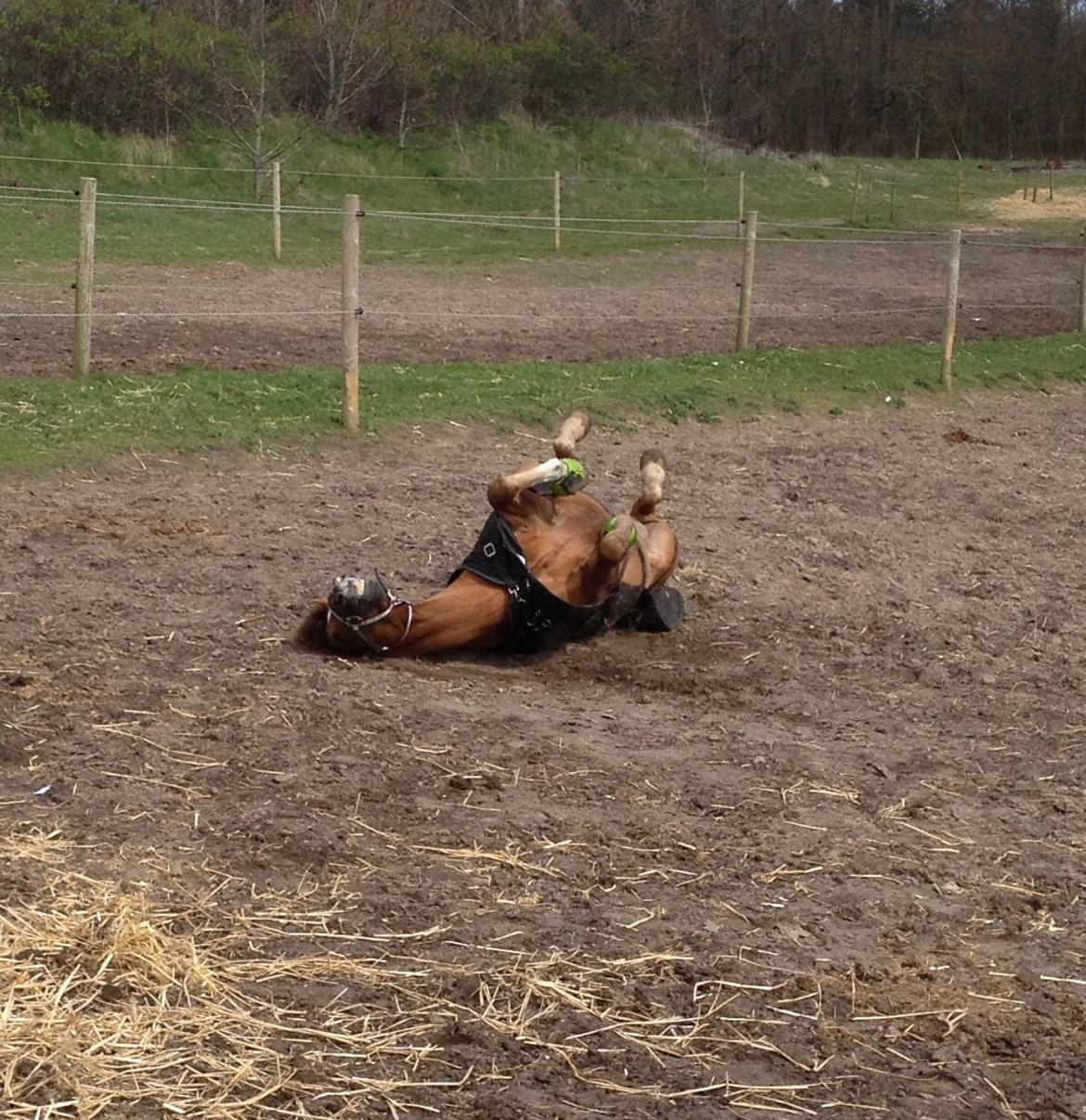 New Forest Elmholts Zeus billede 10