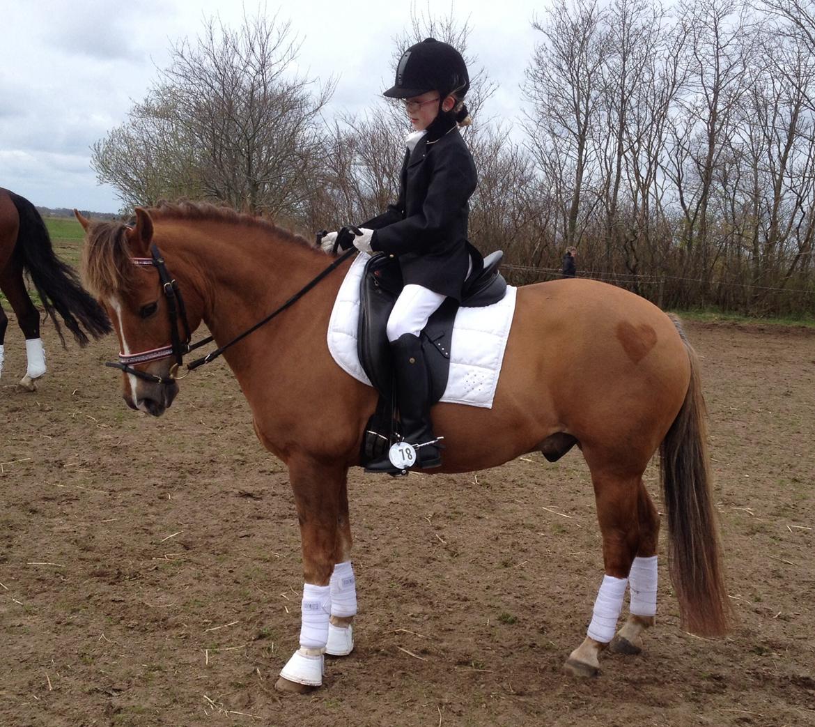 New Forest Elmholts Zeus billede 11