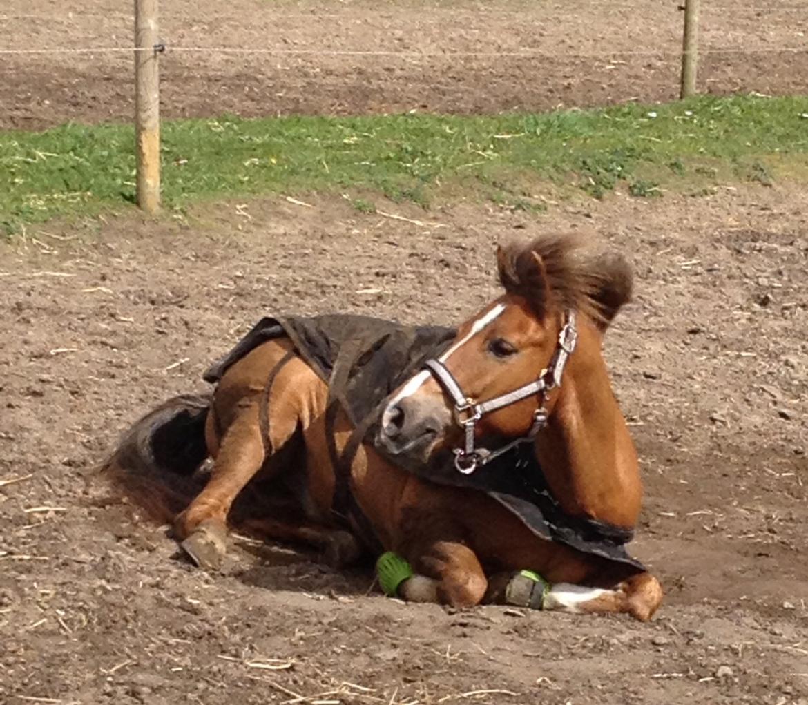 New Forest Elmholts Zeus billede 12