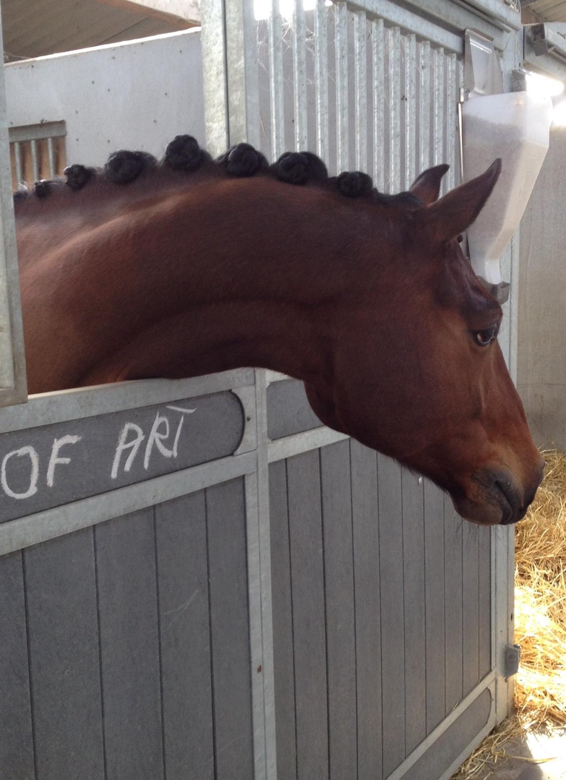 Finsk Varmblod Piece of Art billede 13