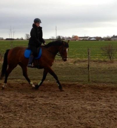 Dansk Varmblod Elektra Lysegård billede 2