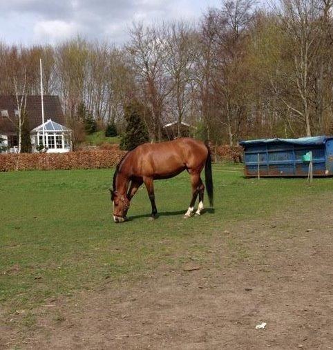 Dansk Varmblod Elektra Lysegård billede 3