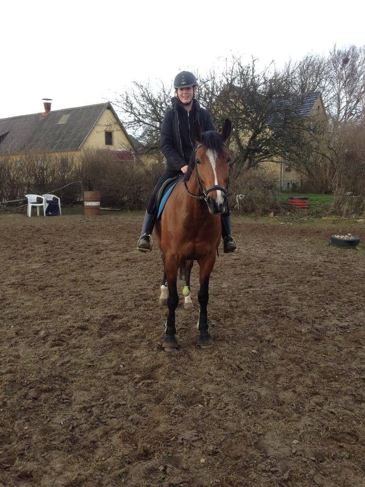 Dansk Varmblod Elektra Lysegård billede 5