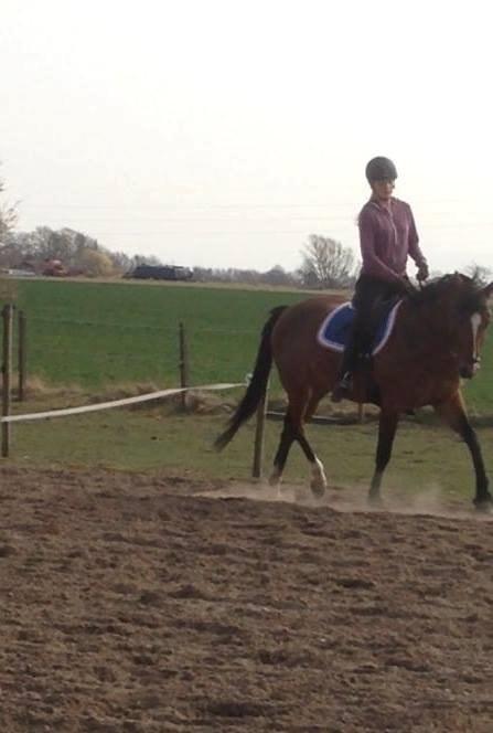 Dansk Varmblod Elektra Lysegård billede 6