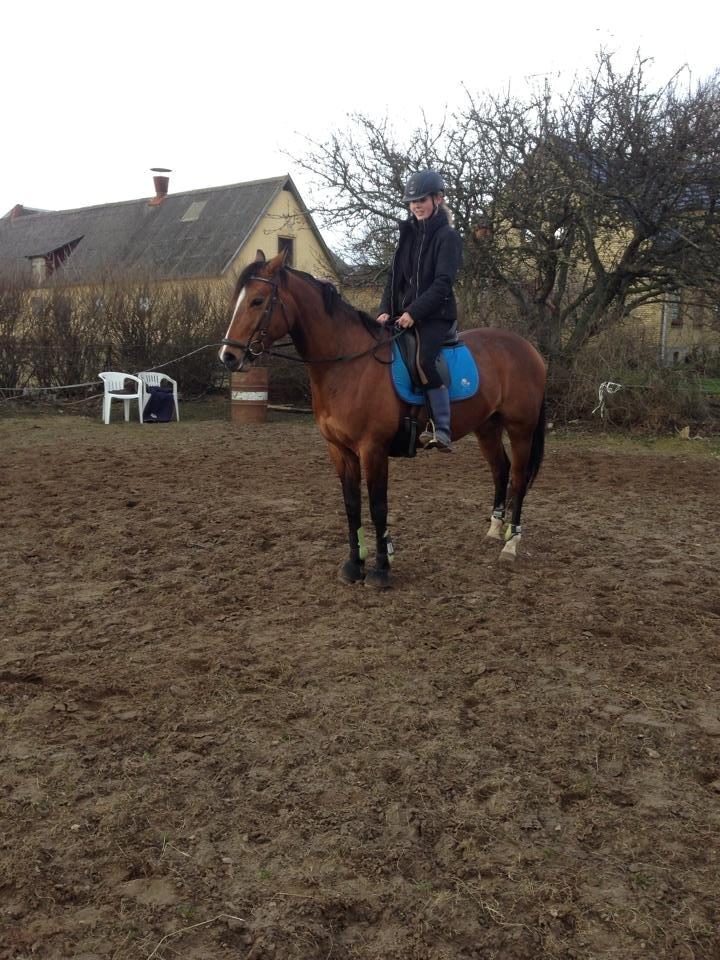 Dansk Varmblod Elektra Lysegård billede 8