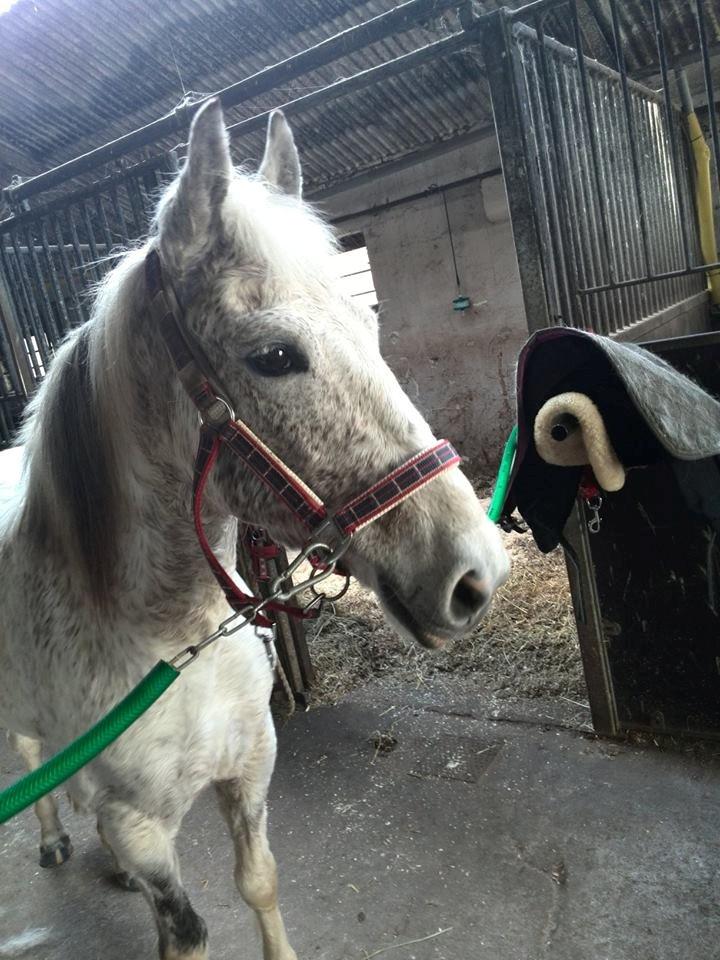 Anden særlig race skyttehuset´s paletti (popsen) billede 13