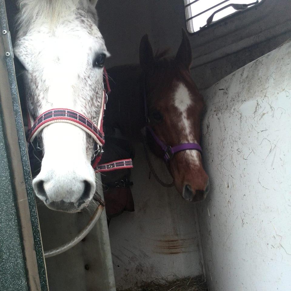 Anden særlig race skyttehuset´s paletti (popsen) billede 14