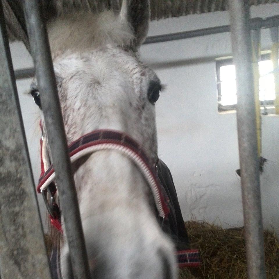 Anden særlig race skyttehuset´s paletti (popsen) billede 15