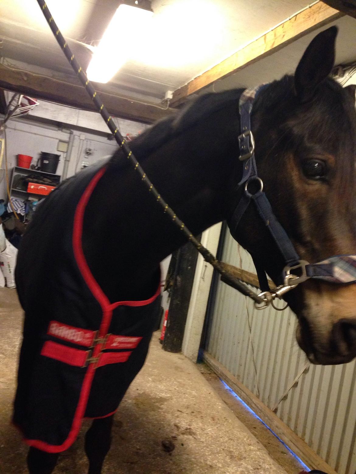 Dansk Varmblod Rush it billede 16