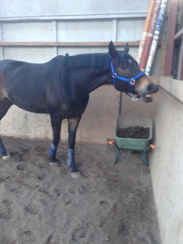 Dansk Varmblod Rush it billede 18