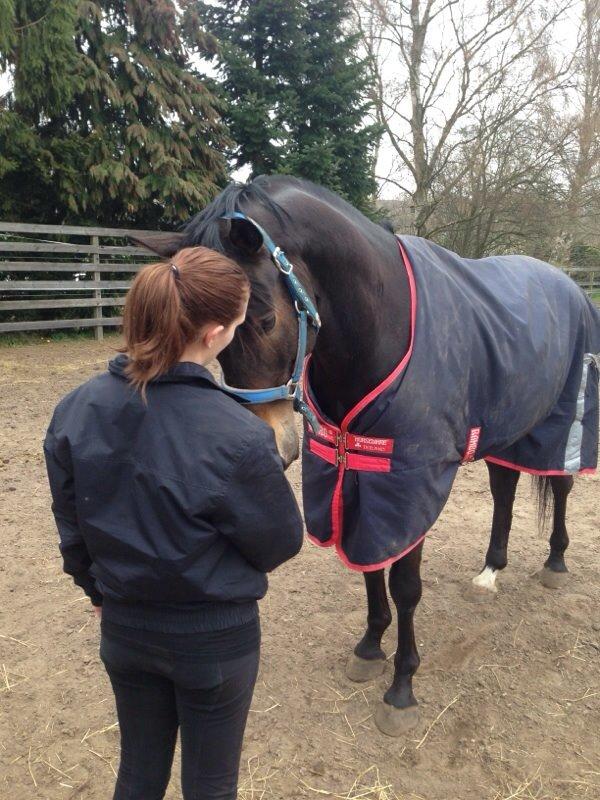 Dansk Varmblod Rush it billede 22