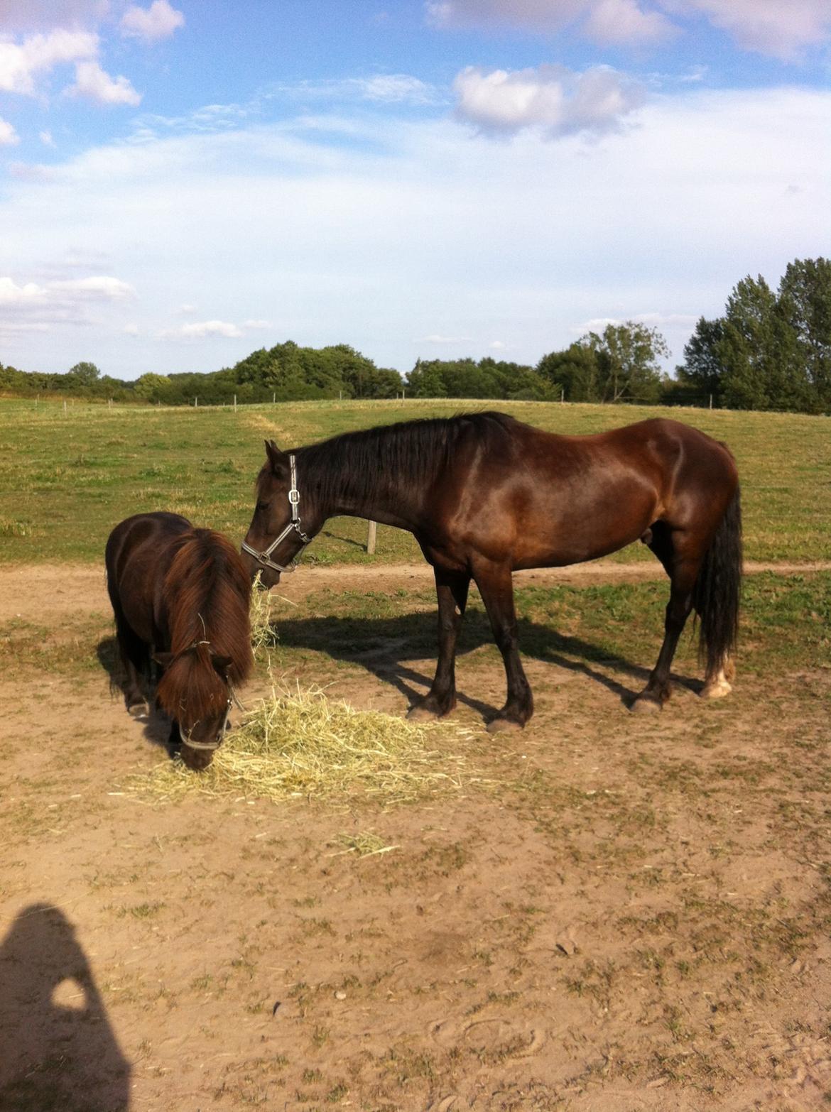 Welsh Cob (sec D) Sønderlyngs Archibal billede 6