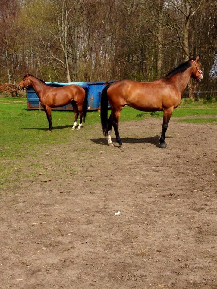 Dansk Varmblod Pipaluk Lysegård billede 7