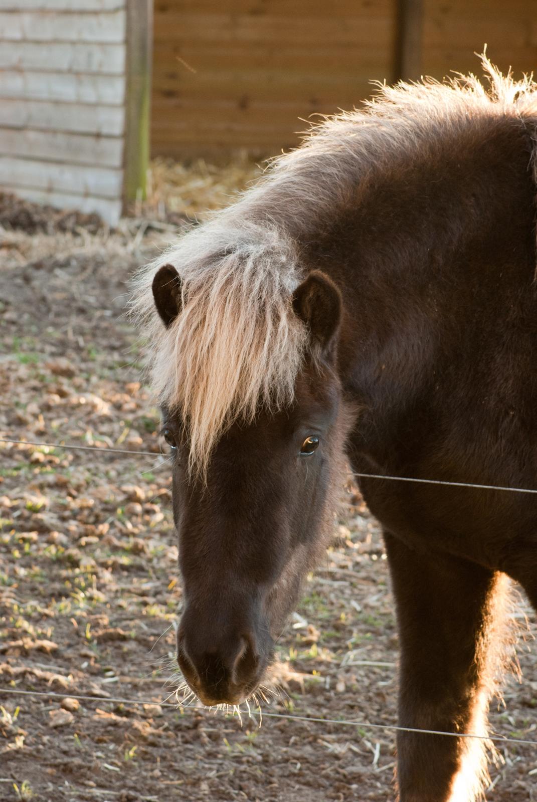 Islænder Eyja fra Vindinge **LILLE SØSTER** SOLGT - <3 <3 <3 billede 8