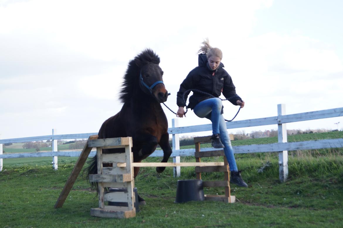 Anden særlig race Clara *My soulmate* - Min lille springerpony<3 billede 14