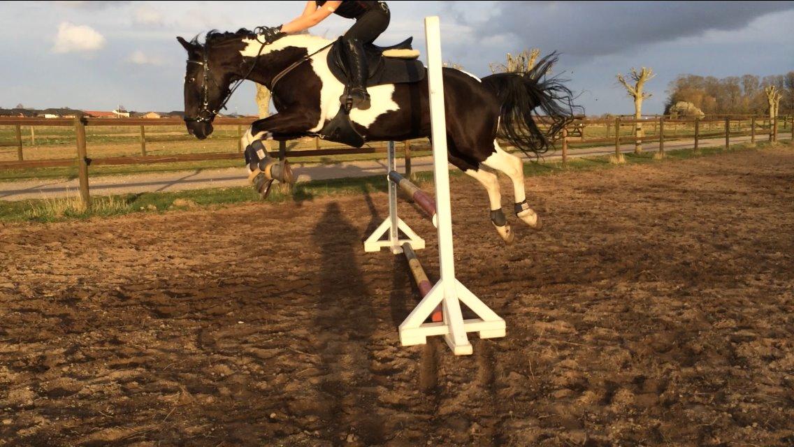 Hollandsk Sportspony Kees - vi springer 90 cm <3 billede 9