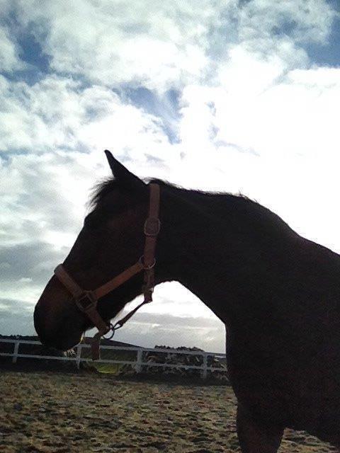 New Forest Cayenne  - Min elskede lille pony <3 Snart 11 måneder sammen <3 billede 10