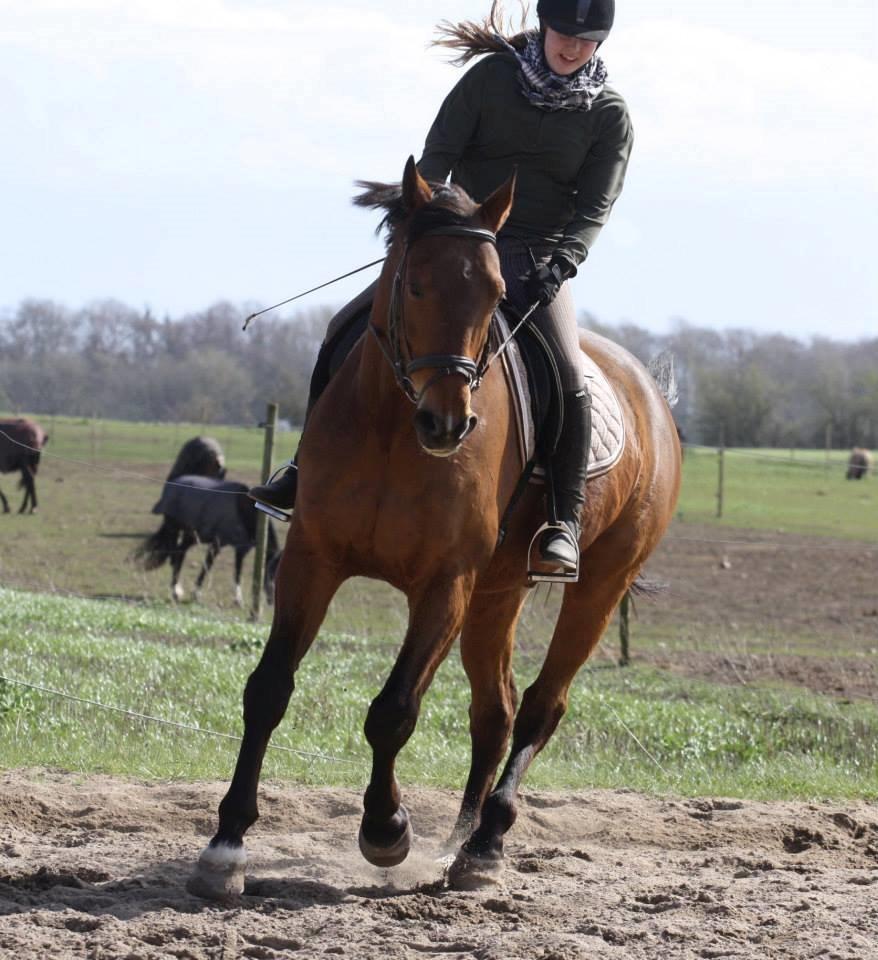 Dansk Varmblod Duras - Taget af Isabella Riis billede 8