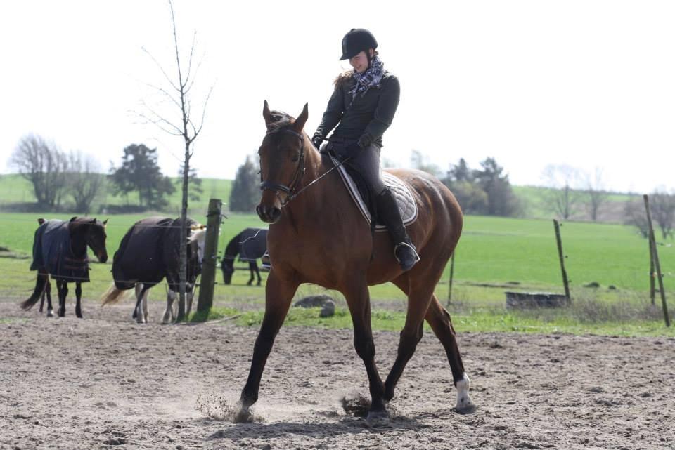 Dansk Varmblod Duras - Taget af Isabella Riis billede 10