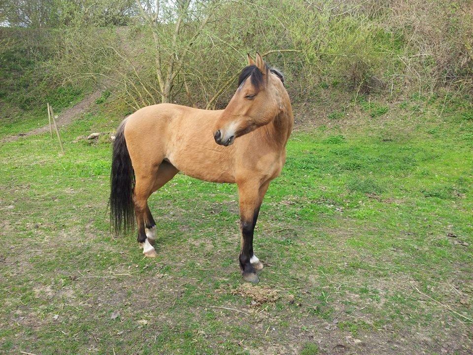 Anden særlig race Unica star - Nyt billede april 2014 billede 15