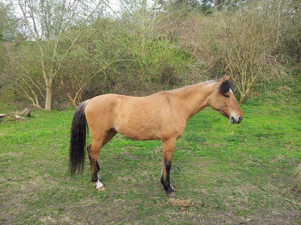 Anden særlig race Unica star - Nyt billede april 2014 billede 36