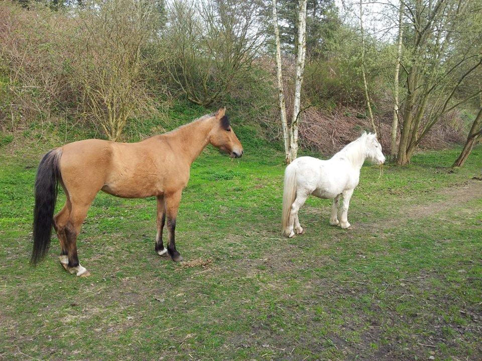 Anden særlig race Unica star - Nyt billede april 2014 billede 35