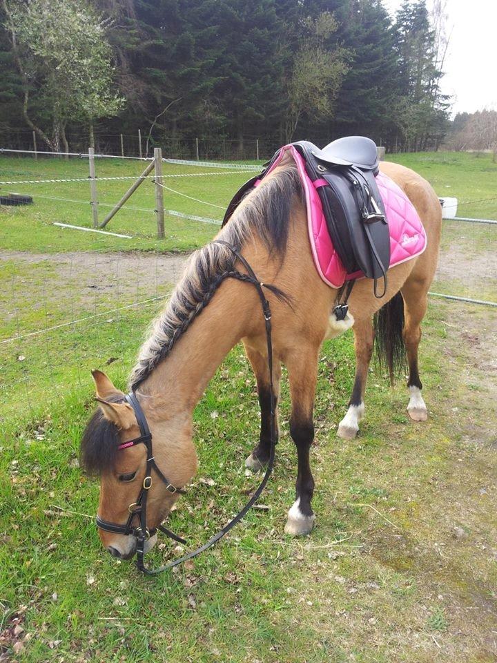 Anden særlig race Unica star - Nyt billede april 2014 billede 38