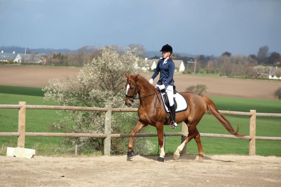 Dansk Varmblod Aysia e - Stævne SDS - april 2014 <3 billede 7