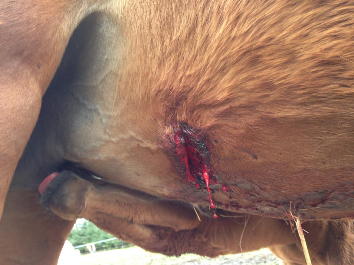 Arabisk fuldblod (OX) Sir Caspian Geza R I Pox - Caspian er lige 2 uger og 2 dage da hans mor får et stort snitsår i lysken, det var ikke en god start, men begge to klarede det flot. billede 9