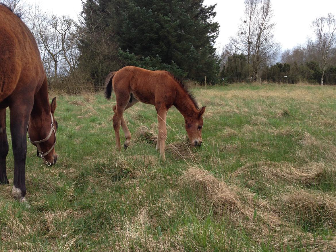 Arabisk fuldblod (OX) Sir Caspian Geza R I Pox billede 10