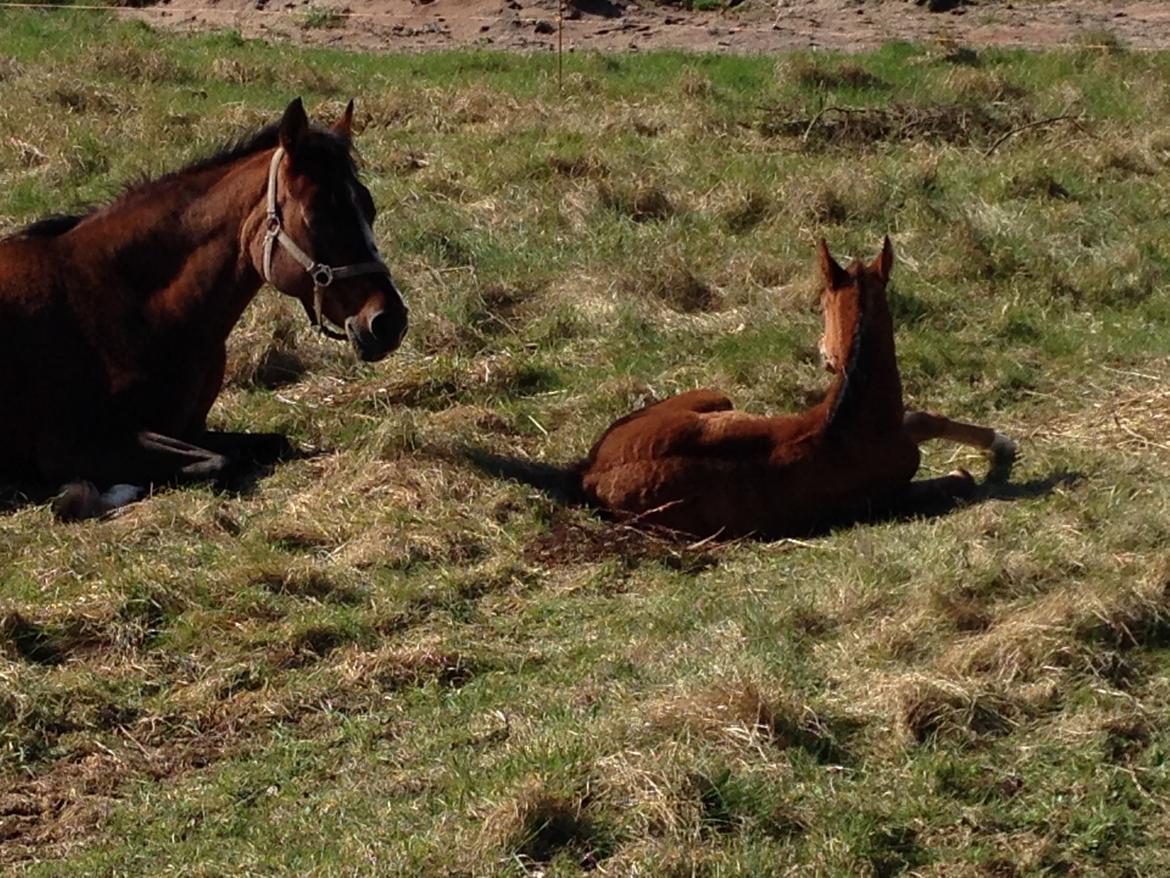 Arabisk fuldblod (OX) Sir Caspian Geza R I Pox - Mor passer godt på Caspian trod hul i maven, så skal hun jo hvile, men altid et øje på følfjolset, hvis far ikke passer ham billede 12