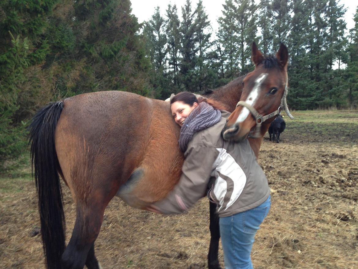 Arabisk fuldblod (OX) Amorella (rella) - Amorella nusser gerne i timer, men kun når du nusser hende billede 22