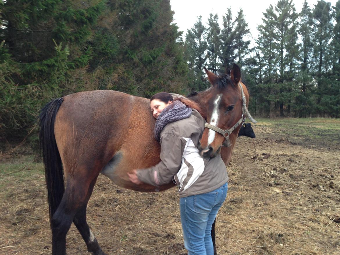 Arabisk fuldblod (OX) Amorella (rella) billede 21