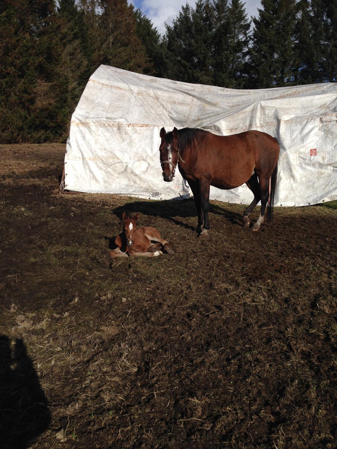 Arabisk fuldblod (OX) Amorella (rella) - 24-3-14 fik Amorella endnu et føl, hun viste ham stoldt frem da han var 3 timer gammel, og lod gladeligt flere folk være med til fødslen. billede 23