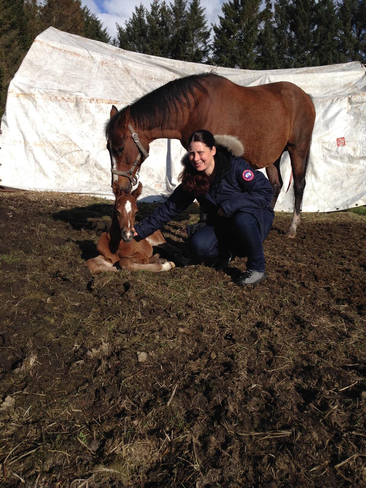 Arabisk fuldblod (OX) Amorella (rella) - Så fint hun står og viser ham frem, hun er en fantastisk hestemor billede 24