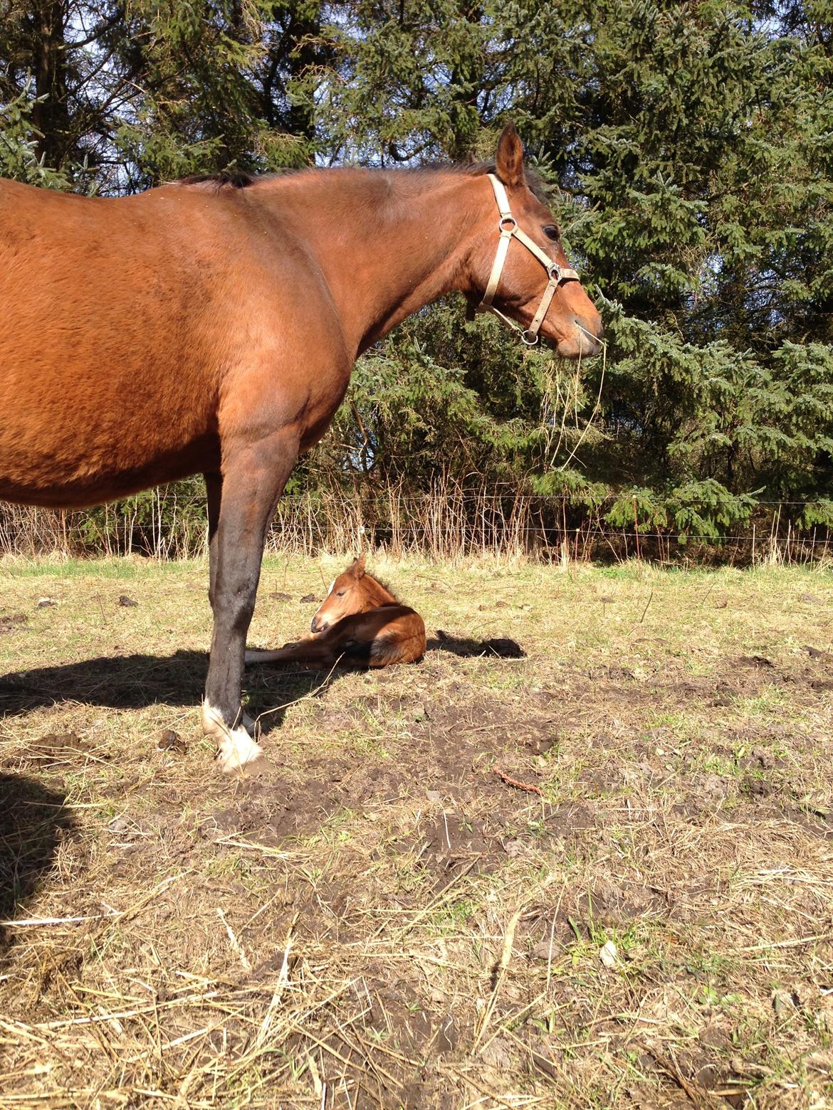 Arabisk fuldblod (OX) Amorella (rella) billede 25