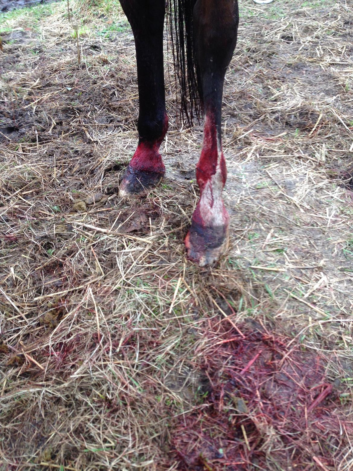 Arabisk fuldblod (OX) Amorella (rella) - 9. april 14 fandt jeg en hest med røde strømper på, jeg fik et chok, da det flere timer efter gik op for mig hvad der var sket. billede 26