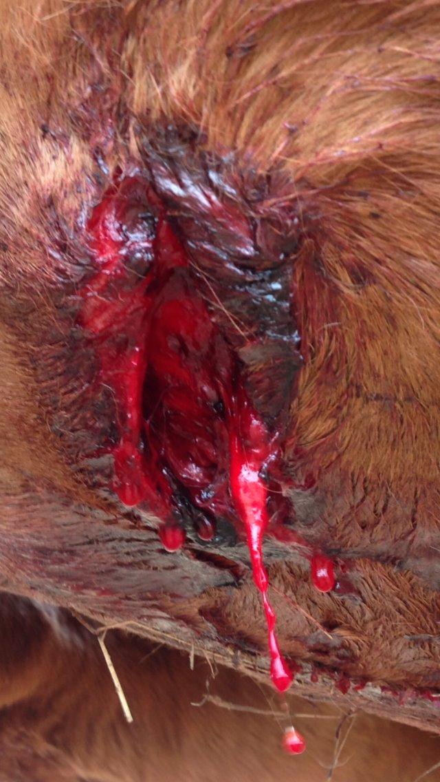 Arabisk fuldblod (OX) Amorella (rella) - Nogen har snittet i min hest, hun går med et føl der kuun lige er 3 uger gammel. billede 27