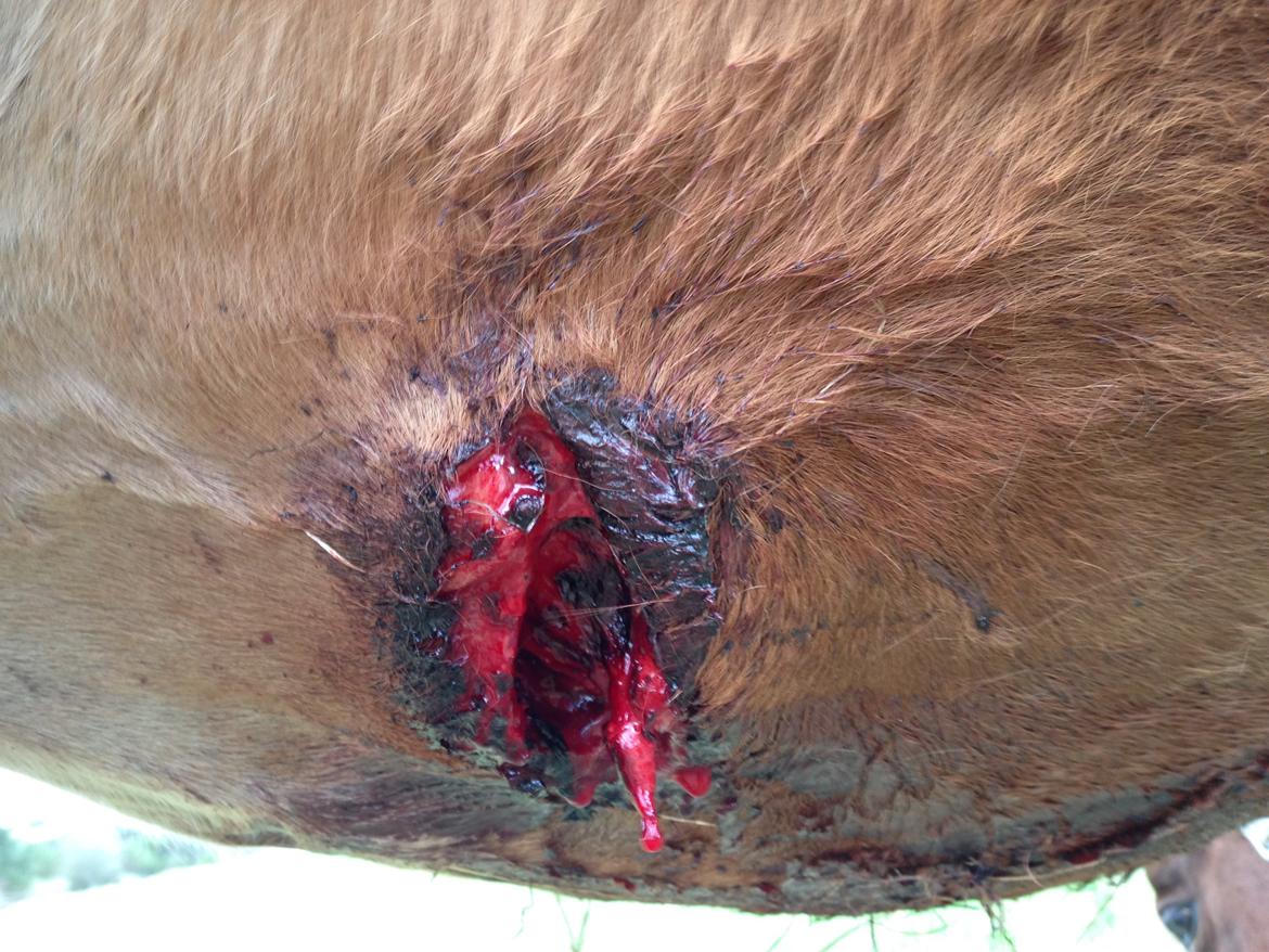 Arabisk fuldblod (OX) Amorella (rella) billede 28