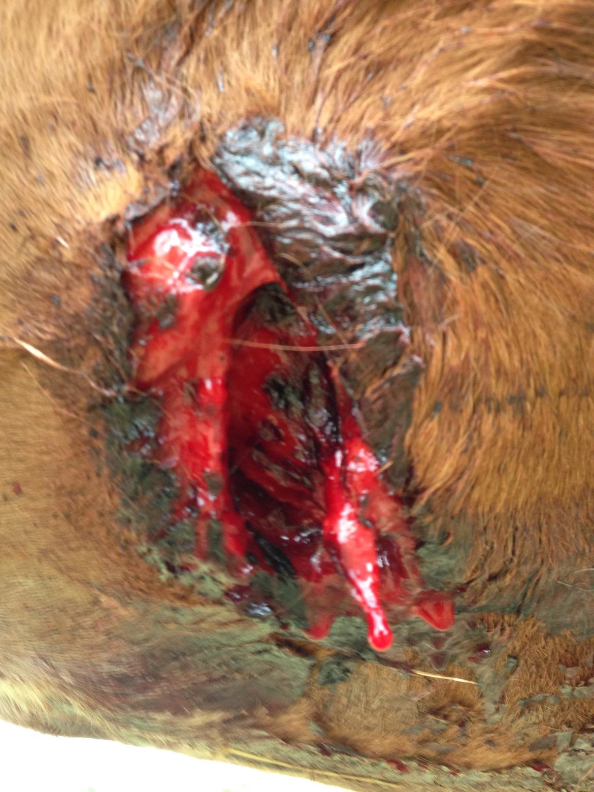 Arabisk fuldblod (OX) Amorella (rella) - Her er samme så blot om aftnen, hun kunne ikke syes og hun havde mistet rigtig meget blod. billede 29