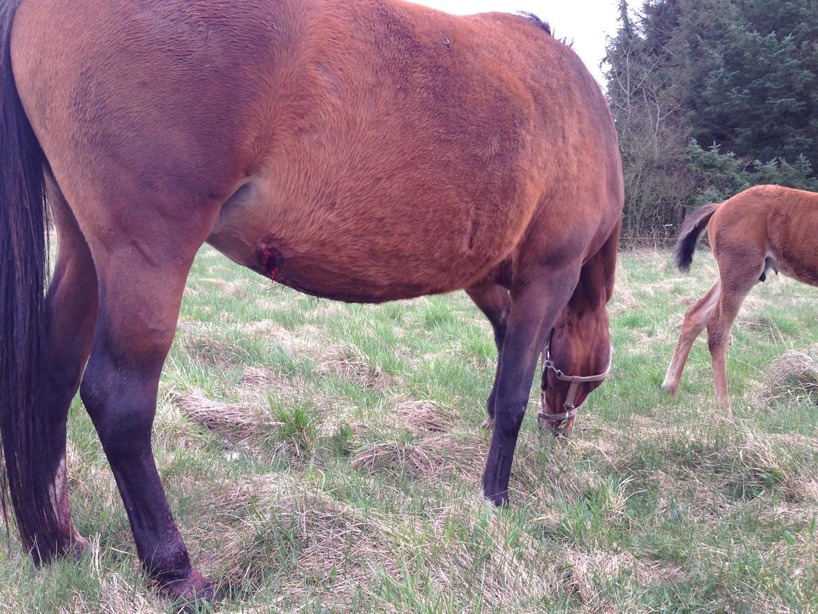 Arabisk fuldblod (OX) Amorella (rella) billede 30