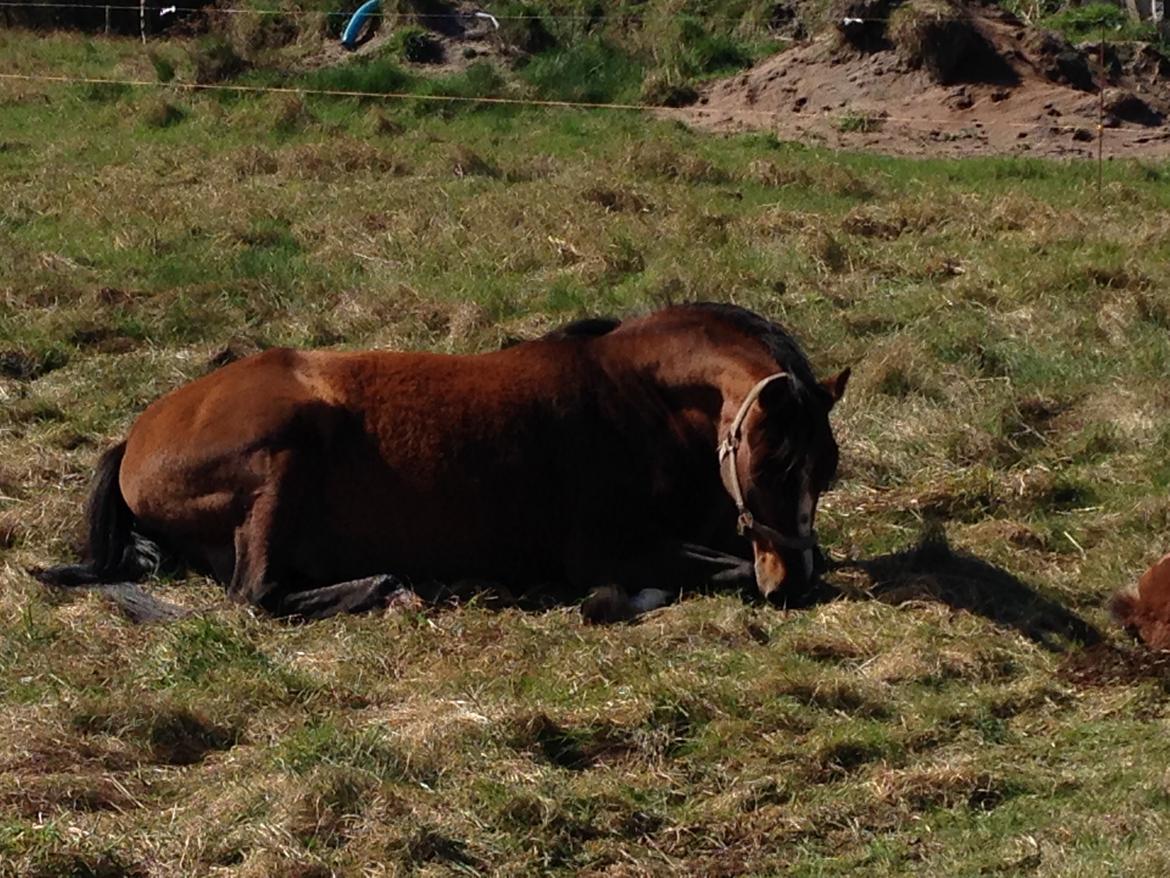 Arabisk fuldblod (OX) Amorella (rella) - Trods snitsår, så tager den 20årige mor et velfortjent hvil, det er første dag at det ikke står ud med blod, så nu er der håb for at hun klare sig. 3. dagen billede 31