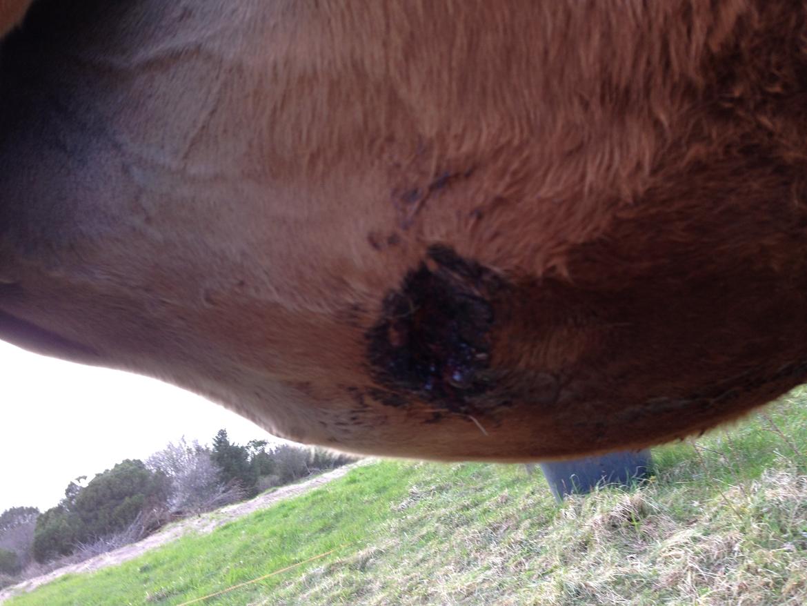 Arabisk fuldblod (OX) Amorella (rella) - Såret er nu 4 dage gammelt og der er ved at være en fin skorpe på og hævelsen er aftagende. hun løb også rundt idag, det var dejligt at se billede 32