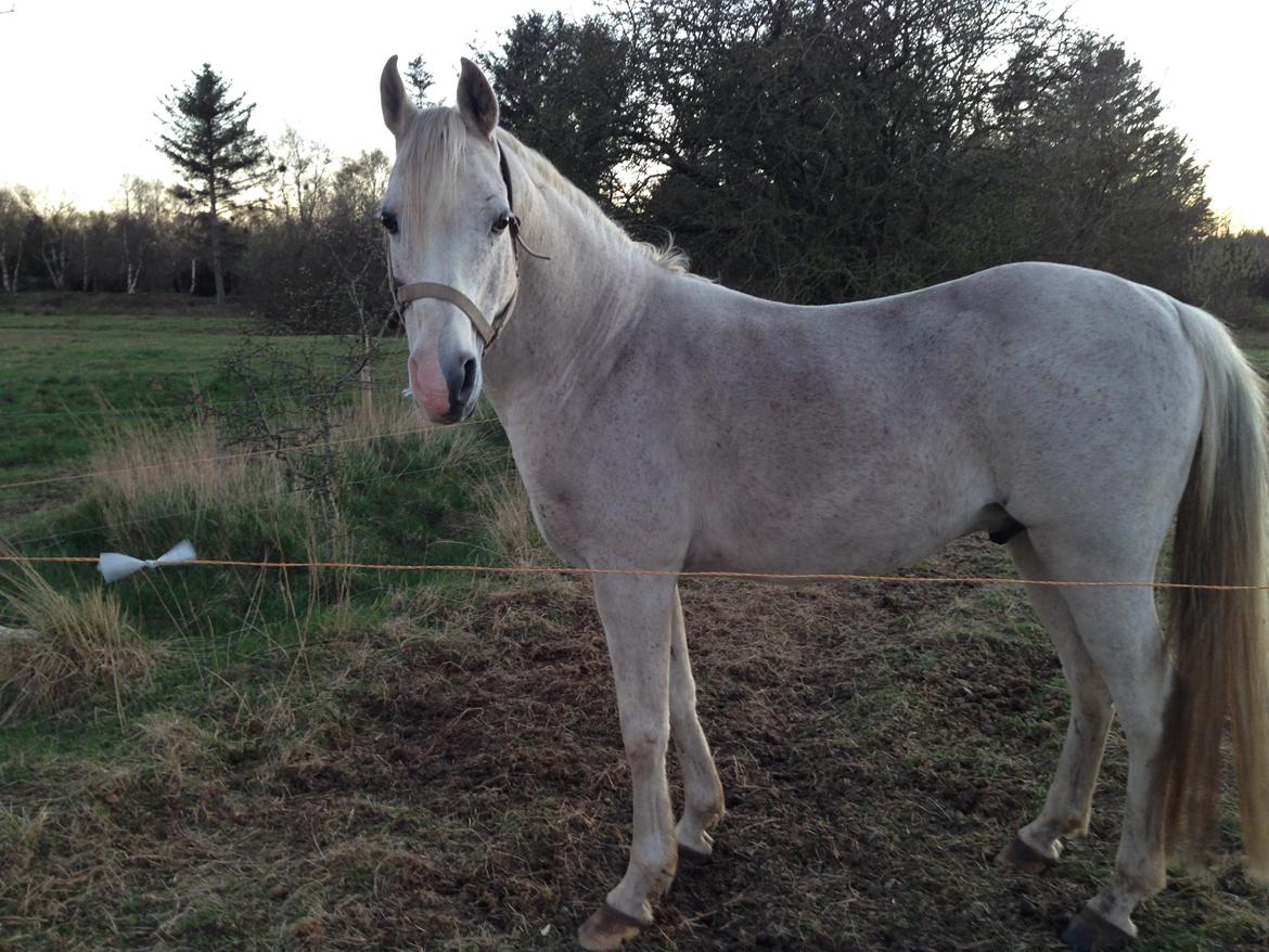 Arabisk fuldblod (OX) Silviars Benjamin CA fri billede 23